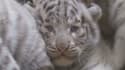 Les tigres blancs sont très rares. Il ne s'agit ni d'animaux albinos ni d'une sous-espèce à part.