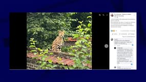 Un félin qui pourrait être un serval ou un savannah a été capturé dimanche dans les rues de Tourcoing.