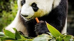 Xing Ya est le père du bébé panda né le 1er mai au zoo d'Ouwehands, aux Pays-Bas