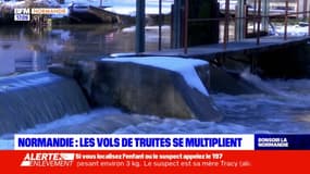 Normandie: les piscitulteurs de plus en plus victimes de vols de truites 