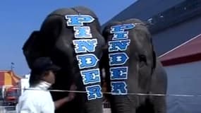 Les deux éléphantes du cirque Pinder, Baby et Népal.