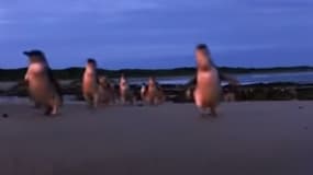 Les manchots de Philips Island