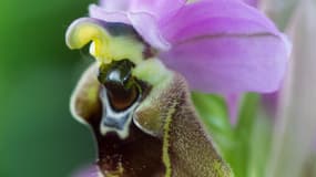 Ophrys de Ficalhoana (Ophrys tenthredinifera subsp. Ficalhoana)