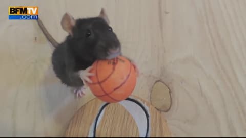 La routine fitness de rats de compagnie