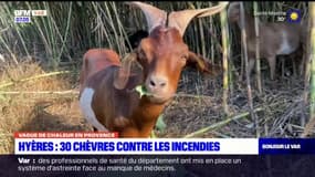 Hyères: 30 chèvres en opération débroussaillage pour lutter contre les incendies