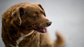 Bobi, alors porteur du titre de chien le plus vieux du monde, le 12 février 2023,