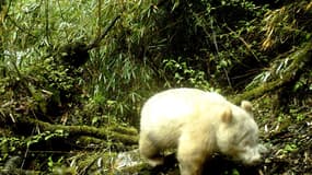 L'animal a été photographié le 20 avril dans une forêt de la province du Sichuan 