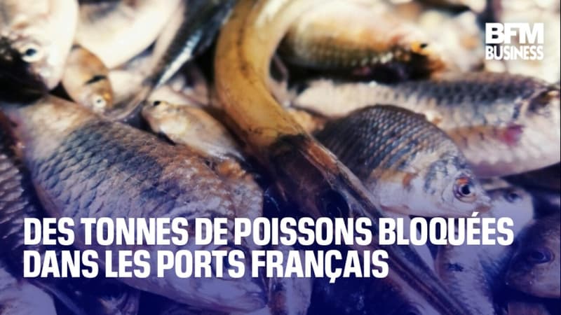 Des tonnes de poissons bloquées dans les ports français