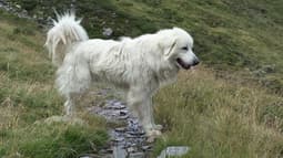 Un patou, chien de berger pour surveiller les troupeaux dans les Pyrénées. Photo d'illustration