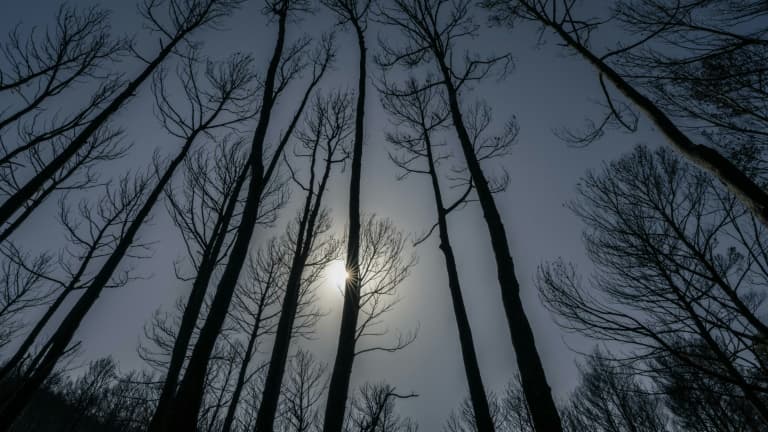 Des arbres calcinés après le passage de l'incendie dans l'Aude, à Thézan-des-Corbières, le 9 août 2025. (Illustration)