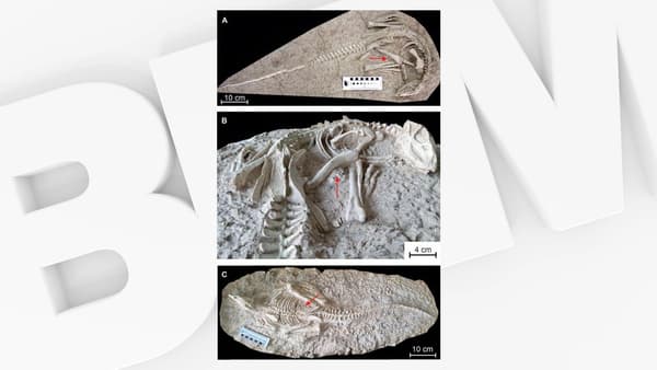 Les fossiles de deux "Changmiania liaoningensis" découvert en Chine en 2020.