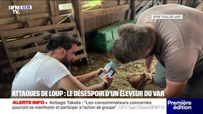 Attaque de loups : une soixantaine de brebis tuées dans une bergerie varoise