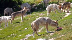Une meute de loups.