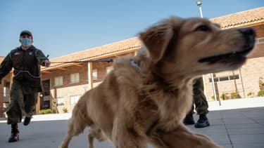Un membre de la police canine du Chili présente un chien qui va être entraîné à repérer les personnes atteintes du Covid-19.