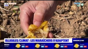 Ollioules: les maraîchers s'adaptent aux fortes chaleurs