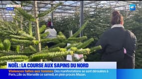 Noël: la course aux sapins du Nord