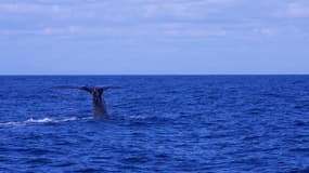 Une baleine de la taille d'un bus a assommé un surfer australien samedi.