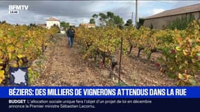 Les vignerons d'Occitanie se mobilisent samedi pour alerter sur leur situation
