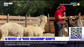 Le Revest: le bouc vagabond adopté par une association toulonnaise