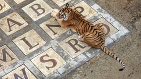Un tigre dans Fort Boyard