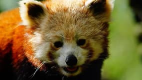 Nyhima le panda roux allait avoir 12 ans. 