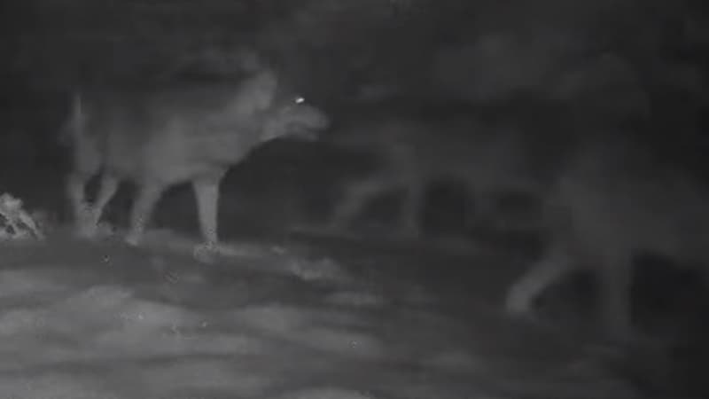 Une meute de cinq loups a été filmée par un particulier dans la Drôme