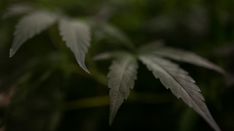 Des feuilles de cannabis dans un champ près de Montevideo, en Uruguay, le 8 août 2022. (Photo d'illustration)