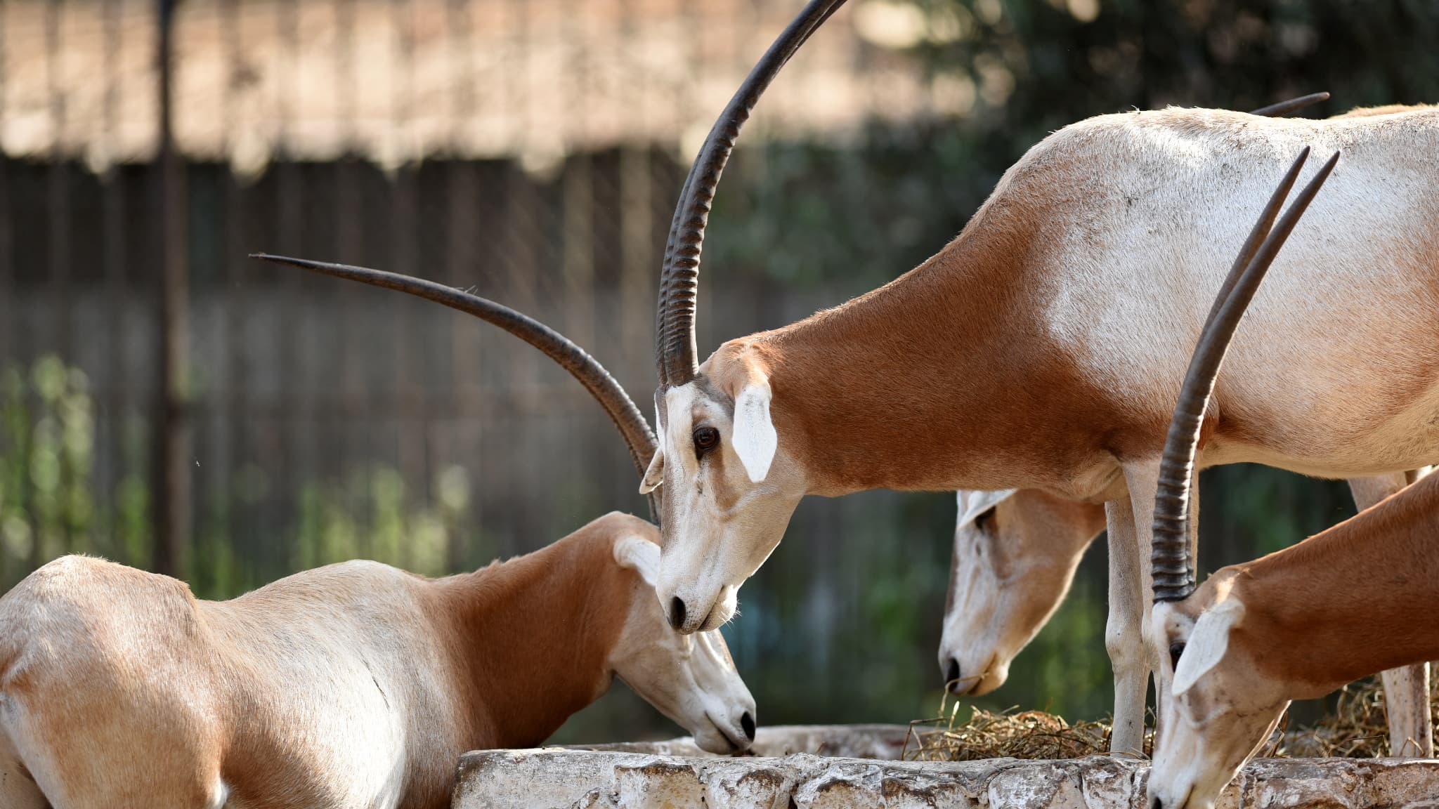 Des Oryx algazelles dans un enclos du zoo de Gizeh, au Caire, le 23 novembre 2016.