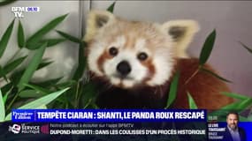 Un panda roux rescapé de la tempête Ciarán dans le Morbihan