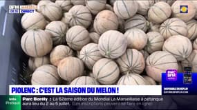 Vaucluse: la saison du melon de Cavaillon a commencé à Piolenc