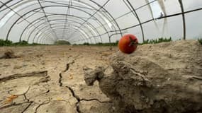 Un agriculteur du Gard a dû jeter 330 tonnes de tomates cerises, censées être commercialisées par Carrefour.