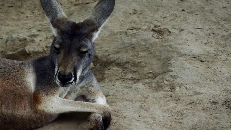 Un kangourou dans un zoo de Pékin. 