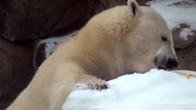 Anana, l'ourse polaire du zoo de Chicago.