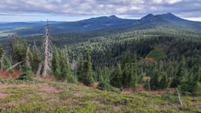 La forêt nationale de Gifford Pinchot, dans l'État de Washington, où deux hommes sont morts alors qu'ils cherchaient le Bigfoot
