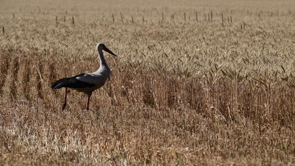 Des oiseaux migrateurs amaigris à cause d'un néonicotinoïde - Sciences et  Avenir