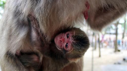 Photo du bébé singe né dans le zoo de Mount Takasaki Wild Monkey Park à Oita au Japon, le 6 mai 2015