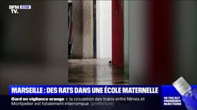 Des rats ont envahi une école maternelle de Marseille