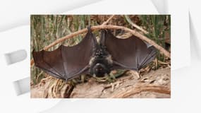 Une chauve-souris géante des Comores au parc zoologique Biotropica à Val-de-Reuil (Eure)