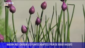 MAISON DICI : bien choisir ses plantes pour composer de beaux massifs, avec les Pépinières Follin