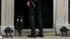 Photo d'un chat patientant devant le 10 Downing Street à Londres, demeure de la Première ministre britannique, pour rentrer, prise le 15 janvier 2019.