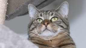 Le chat Verlaine, âgé d'un an, a mordu sa maîtresse à la main en 2025.