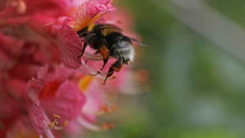 Image d'illustration : une abeille butinant une fleur à Cologne, en Allemagne, le 6 mai 2019