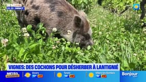 Rhône: un viticulteur à Lantignié utilise des cochons pour désherber son exploitation