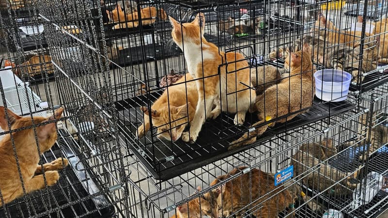 Une quarantaine de chats volés pour être transformés en viande rendus à leurs propriétaires au Vietnam, un réseau démantelé