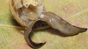 Un ver plat (Platydemus manokwari) s'attaquant à un escargot.