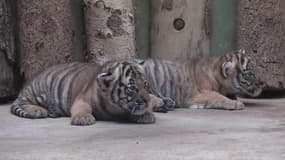 Au zoo de Prague, ces bébés tigres sortent pour la première fois