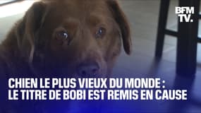  Bobi, le “chien le plus vieux du monde”, risque de perdre son titre 