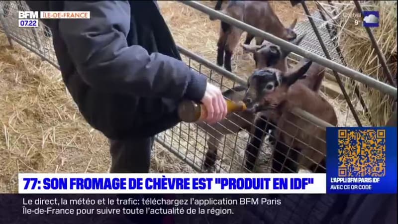 Seine-et-Marne: depuis 35 ans, un fromage de chèvre produit en Île-de-France 