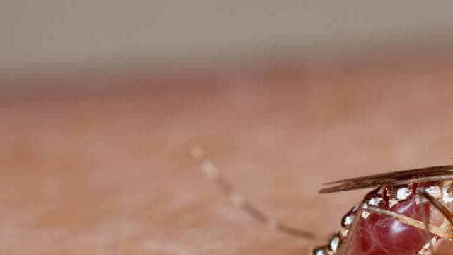 Un moustique femelle de l'espèce Aedes aegypti, notamment vecteur de la dengue et du chikungunya