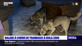 Alpes-Maritimes: à la découverte de la balade en chiens de traineaux à Isola 2000
